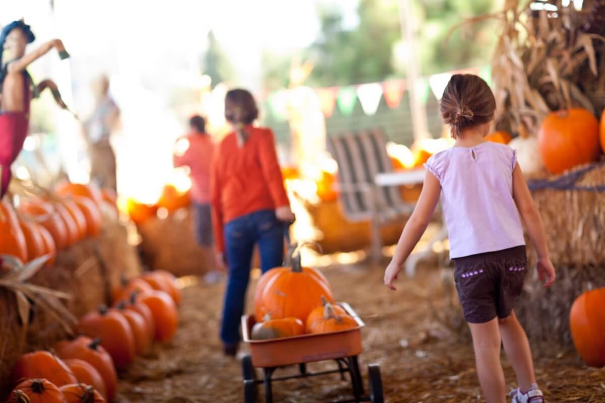 Fall Pumpkin and Harvest Festivals 2017 in Colorado The Denver Ear