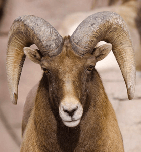 Denver Zoo Sheep