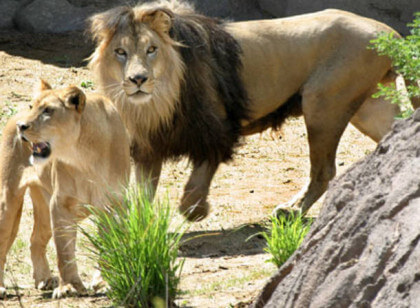 Spring Fling Denver Zoo