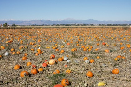 Anderson Farms Pumpkin Patch