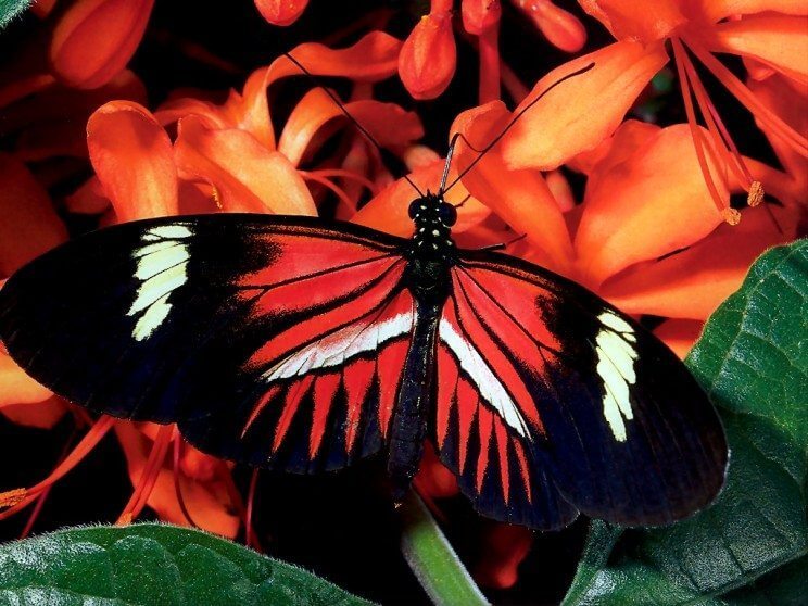 Mariposa Day at Butterfly Pavilion | The Denver Ear