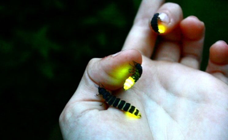 Saturday Science Sessions at Butterfly Pavilion