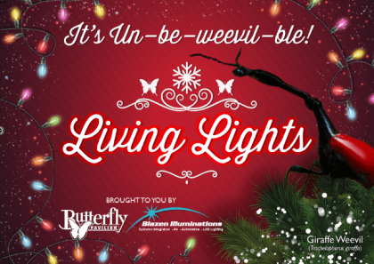 Butterfly Pavilion's Living Lights