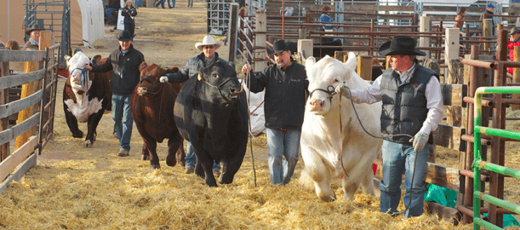 National Western Stock Show Livestock Shows| The Denver Ear