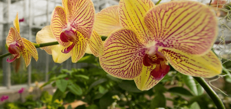 Orchid Showcase Denver Botanic Gardens | The Denver Ear