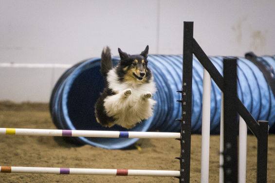 Denver Dog Show | The Denver Ear