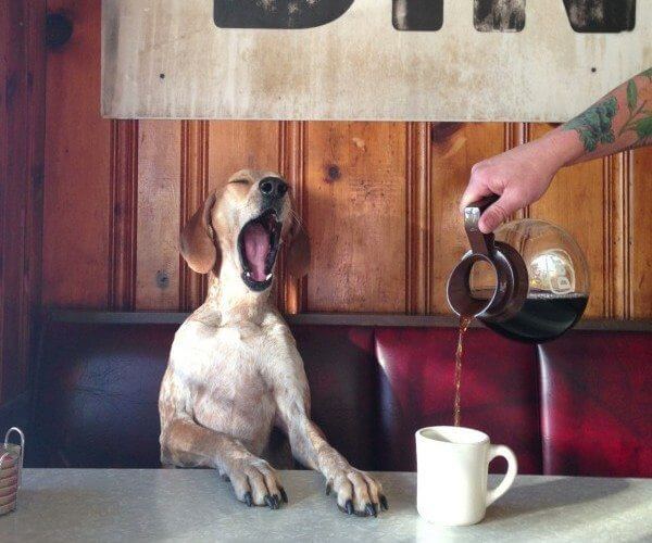 Most Dog-Friendly Coffee Shops in Denver | The Denver Ear