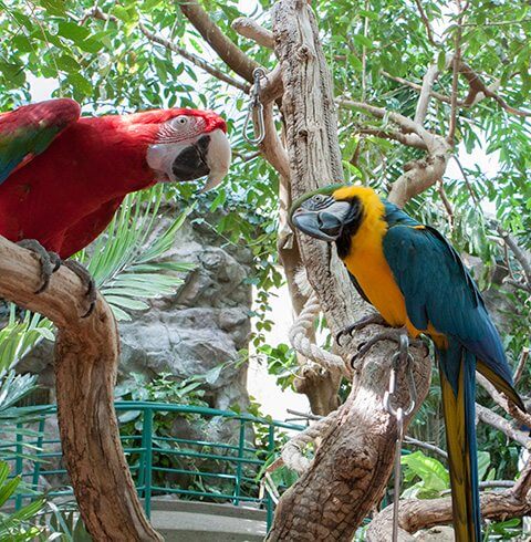 Journey to South America Denver Zoo | The Denver Ear