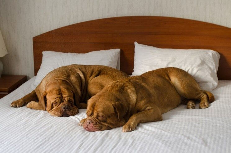 Most Dog-Friendly Hotels in Denver | The Denver Ear