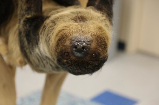 Sloth Weekend at Denver Aquarium | The Denver Ear