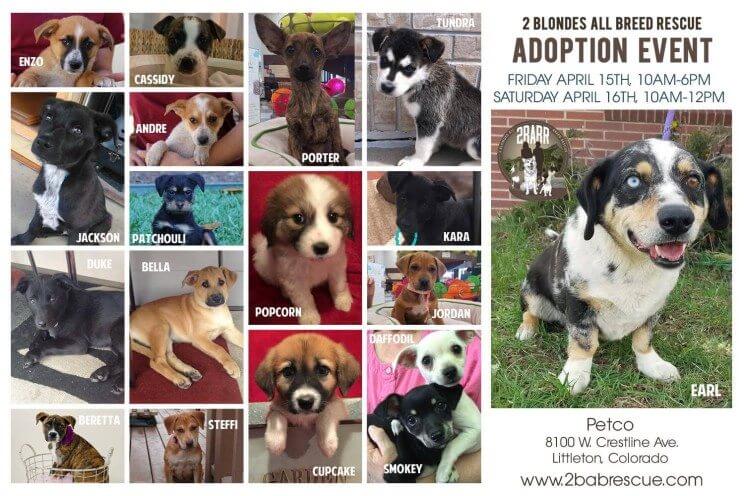 Pet Adoption Event | The Denver Ear