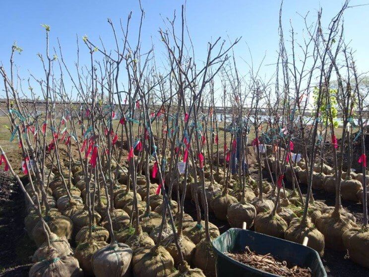 Denver Digs Trees Earth Day Tree Sale | The Denver Ear