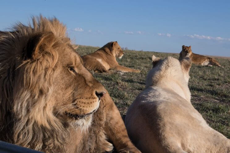 Wild Animal Sanctuary | The Denver Ear