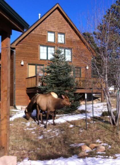 Solitude Cabins - Estes Park | The Denver Ear