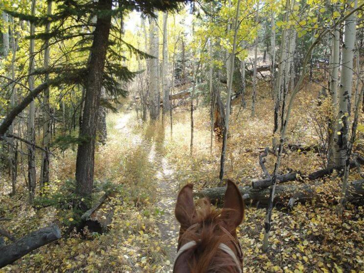 Horseback Ride through Scenic Colorado Trails | The Denver Ear