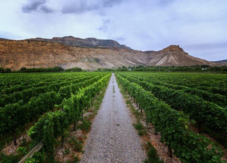 Visit Colorado's Wine Country in Grand Junction | The Denver Ear