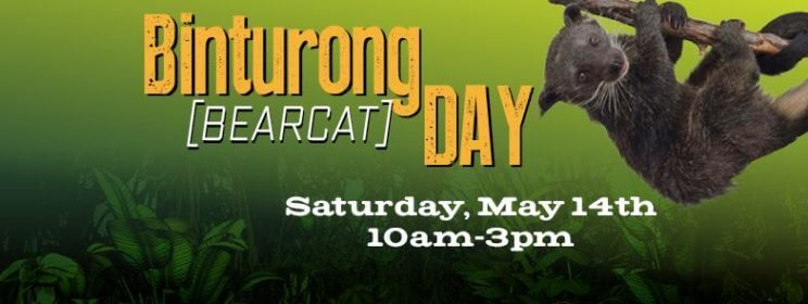 Binturong Day at Downtown Aquarium Denver | The Denver Ear