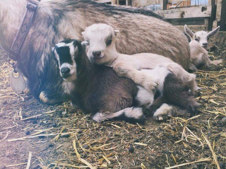 Open Farm & Market Day at Broken Shovels Farm | The Denver Ear