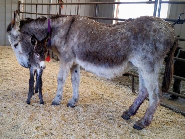 Longhopes Donkey Shelter | The Denver Ear