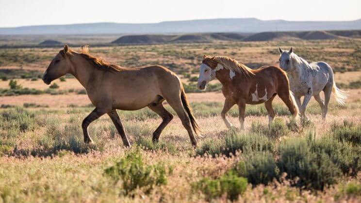 Sand Wash Basin Wild Horses | The Denver Ear