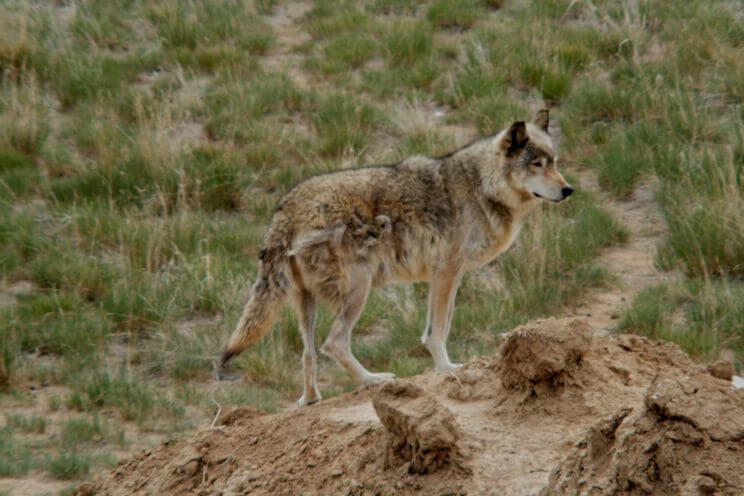 Colorado Wolf & Wildlife Sanctuary | The Denver Ear