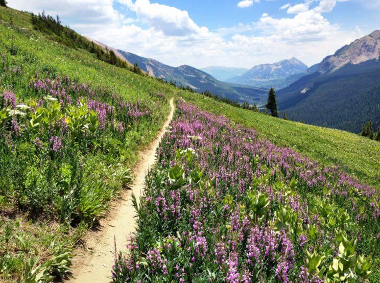 Lupine Trail Crested Butte | The Denver Ear