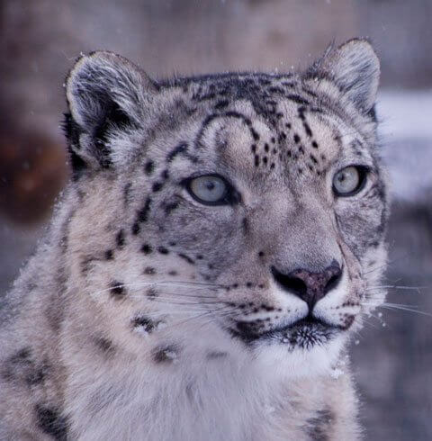 Endangered Species Day at Denver Zoo | The Denver Ear