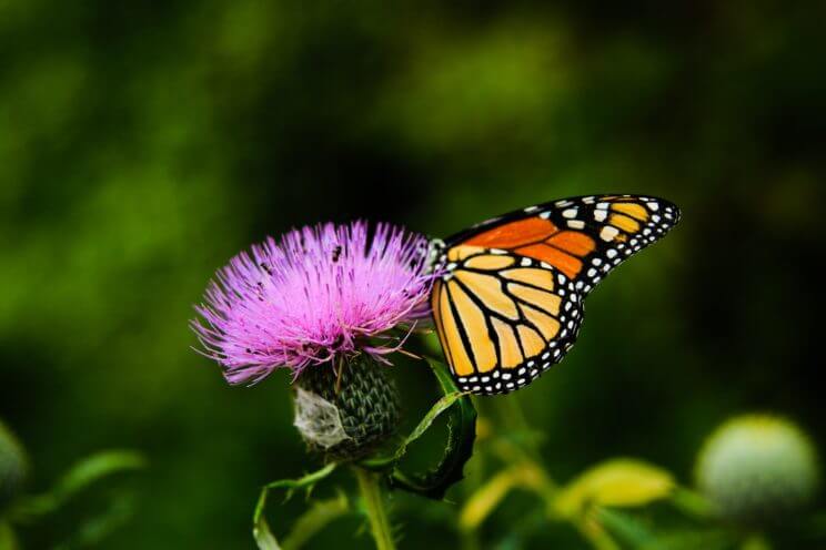 Butterfly Pavilion | The Denver Ear