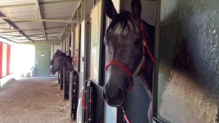 Arabian Horse Day at Arapahoe Park | The Denver Ear