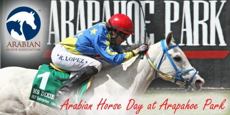 Arabian Horse Day at Arapahoe Park | The Denver Ear