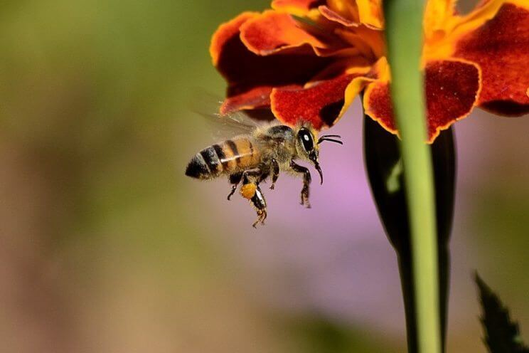 JUN IN JUNE: A Honey of a Festival at Everitt Farms | The Denver Ear