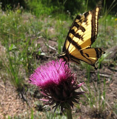 Pollinator Garden Launch at Denver Zoo | The Denver Ear