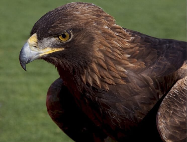 Father’s Day Falcon Fest & Raptor Trip | The Denver Ear