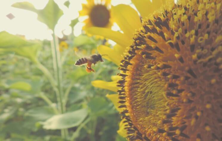 National Pollinator Week at Denver Botanic Gardens | The Denver Ear