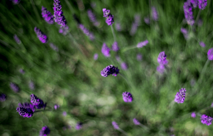 Lavender Festival at Denver Botanic Gardens at Chatfield Farms | The Denver Ear