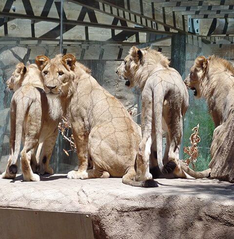 Denver Zoo's Lion Celebration: Admissions Discount | The Denver Ear