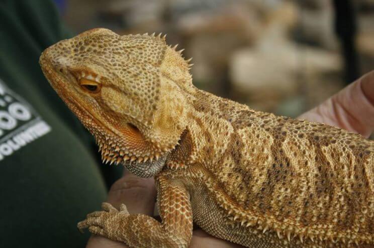 Reptile and Bird Day at Dinosaur Ridge | The Denver Ear