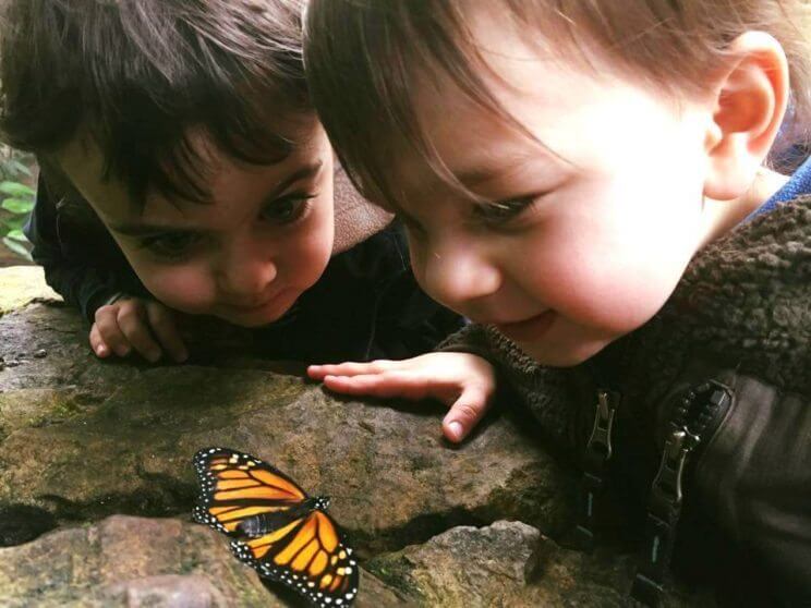 Butterfly Pavilion | The Denver Ear