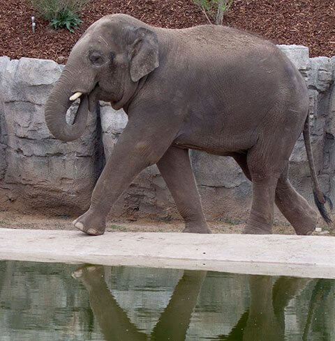 World Elephant Day at Denver Zoo | The Denver Ear