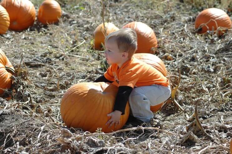 Harvest Fest at May Farms | The Denver Ear