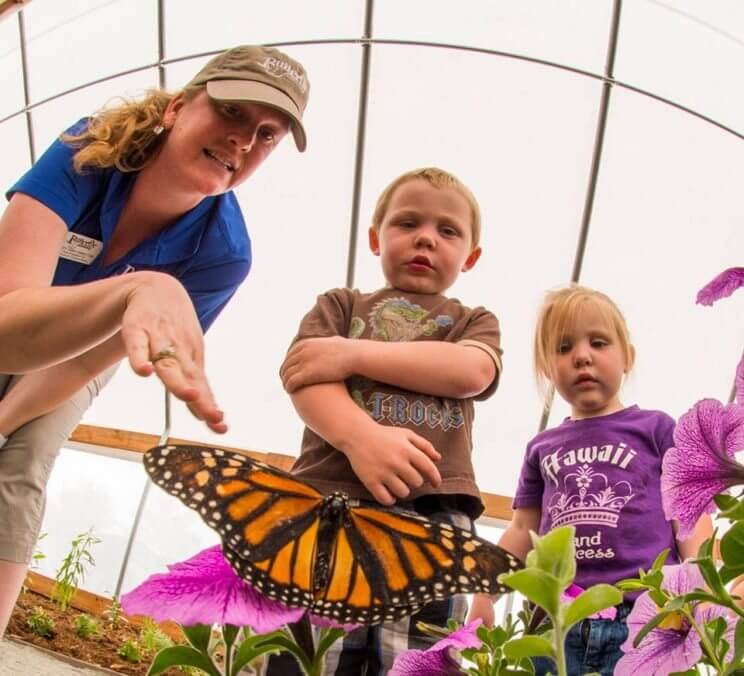 Butterflies at Chafield Closing Weekend | The Denver Ear