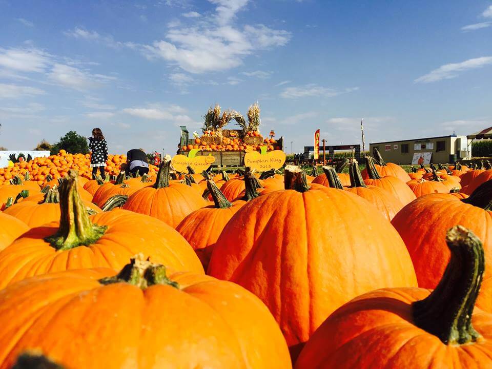 Colorado Fall, Pumpkin and Harvest Festivals 2018 The Denver Ear