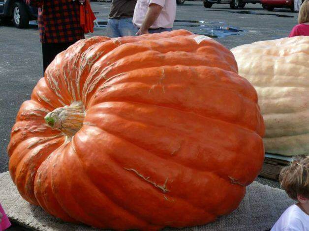 Jared's Giant Pumpkin Festival and Weigh-Off | The Denver Ear