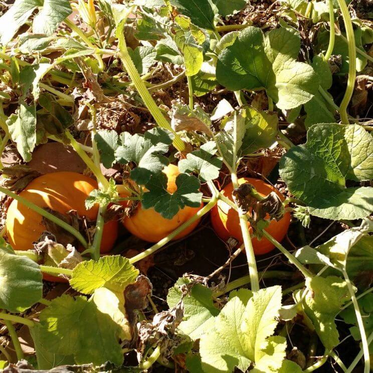 The Table Croptoberfest | The Denver Ear