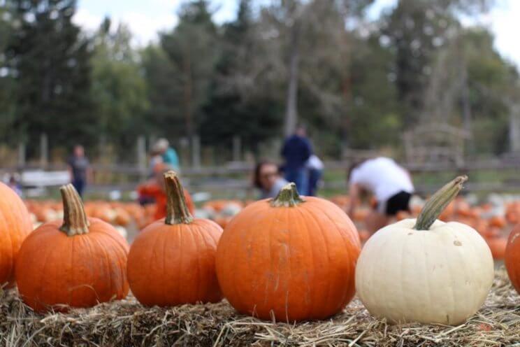 Four Mile Historic Park Pumpkin Harvest Festival | The Denver Ear