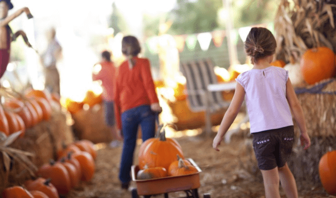 Harvest Farm Fall Festival & Corn Maize | The Denver Ear