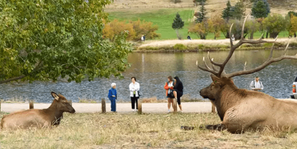 Elk Fest | The Denver Ear