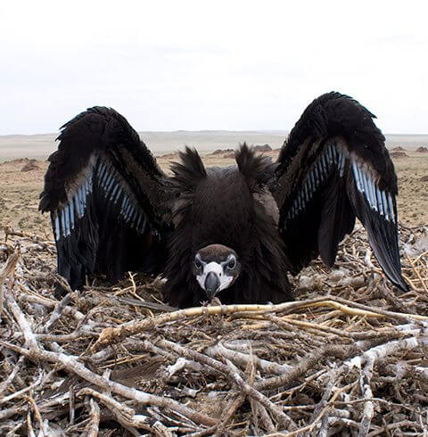 International Vulture Awareness Day | Denver Zoo