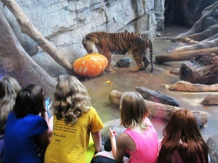 Halloween Kids Fest | Downtown Aquarium Denver | The Denver Ear