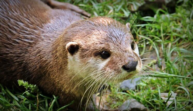 Otter Weekend | Downtown Aquarium Denver | The Denver Ear